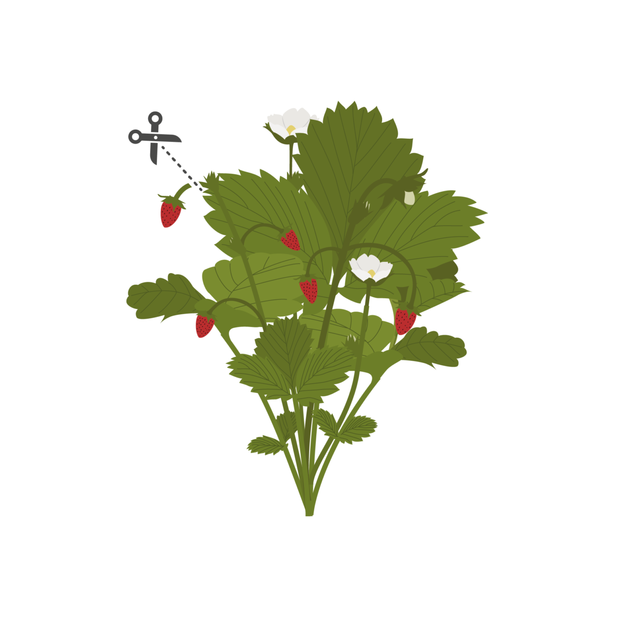 VERITABLE Lingot® Wild Red Strawberry - Червени диви Ягоди