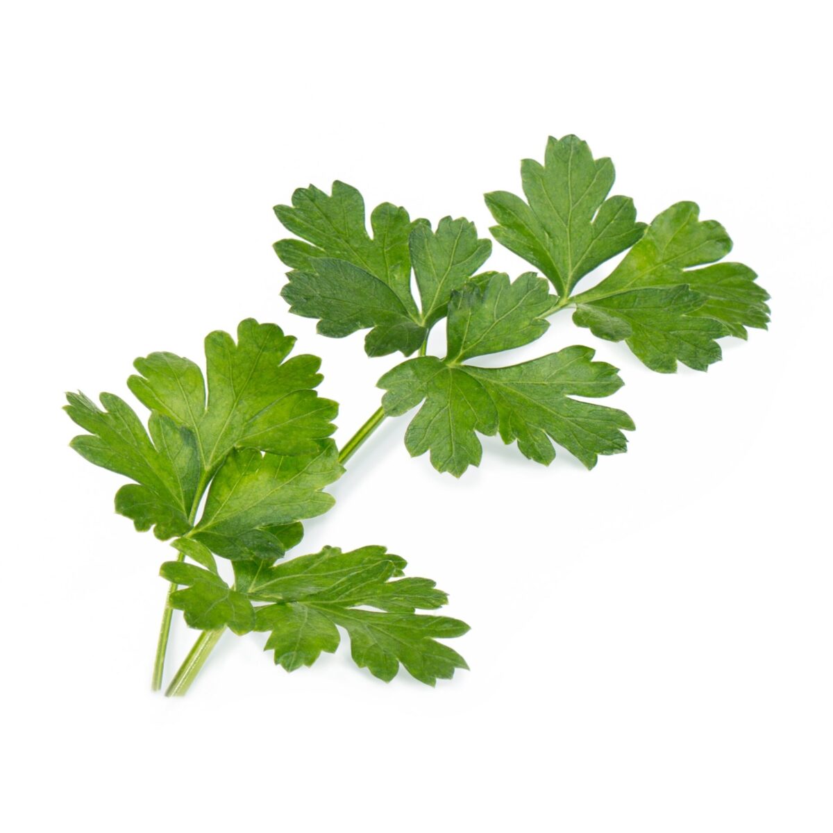 VERITABLE Lingot® Flat Parsley Organic - Плосък Магданоз