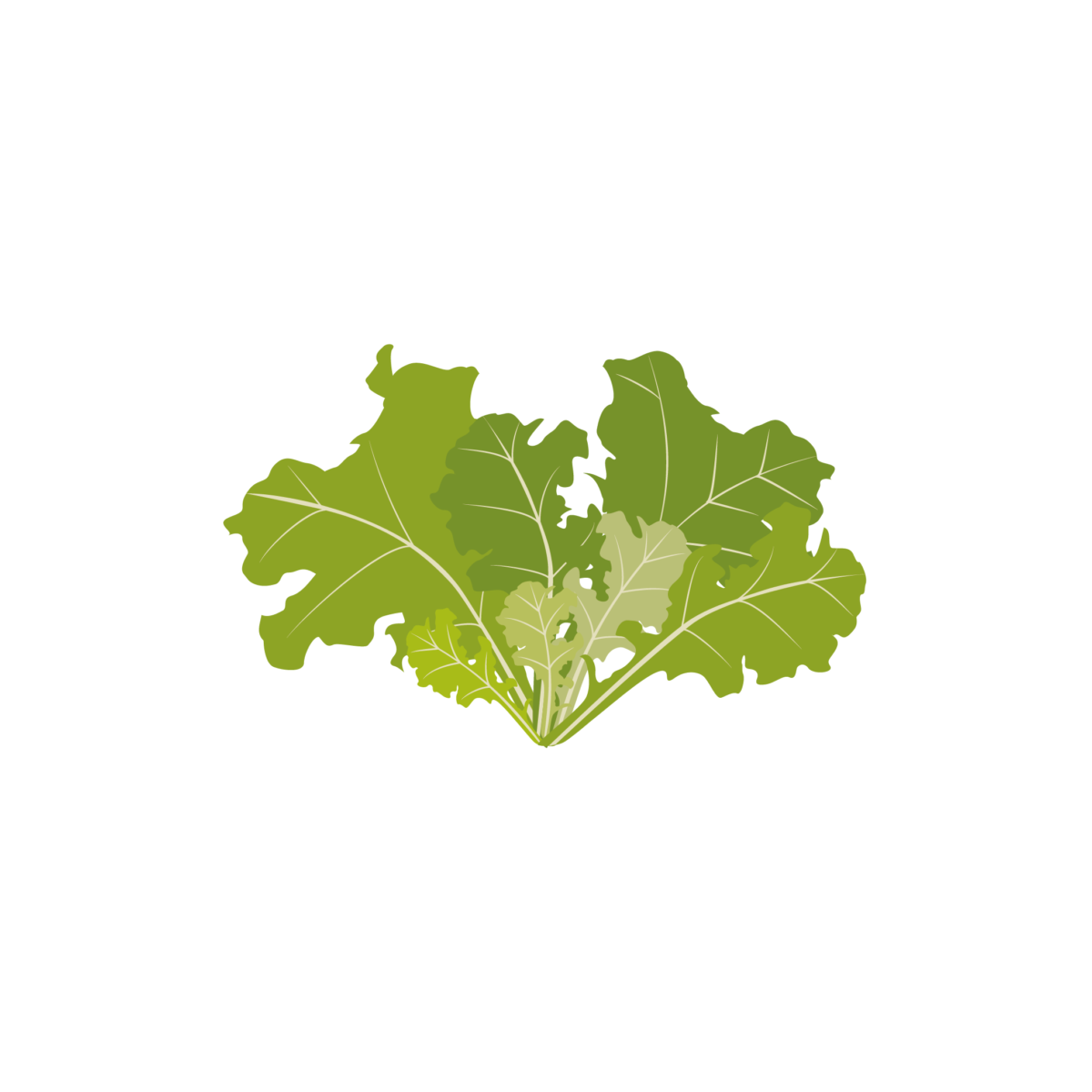 VERITABLE Lingot® Oakleaf Lettuce Organic - Салата дъбов лист