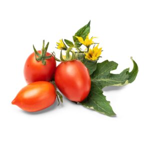 mini_red_tomato_mini_tomate_rouge_