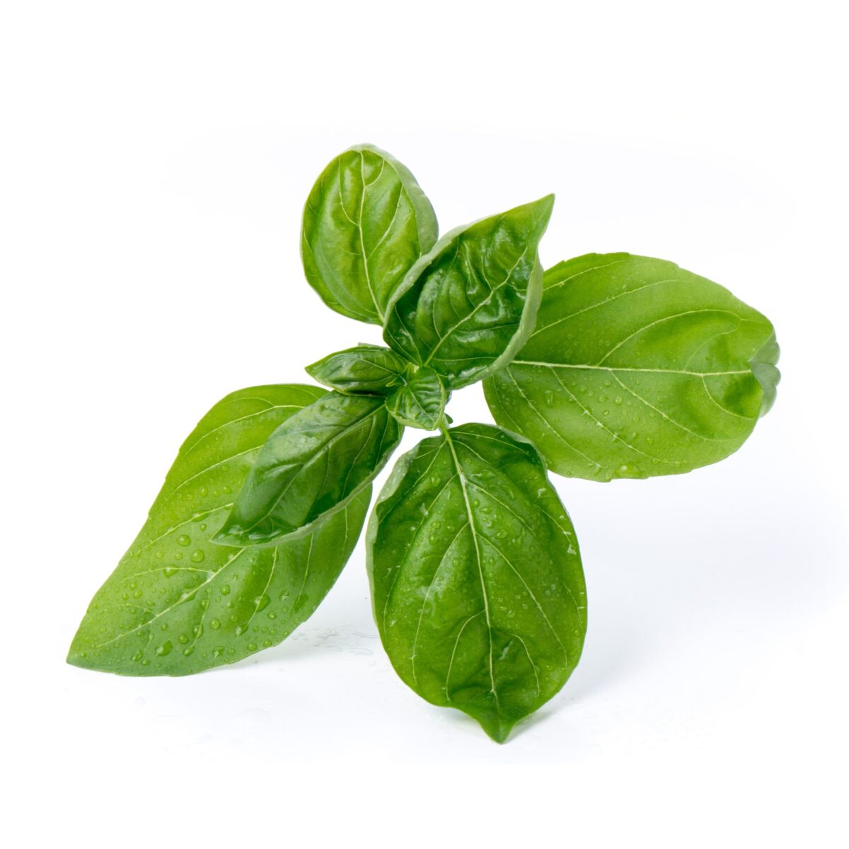 VERITABLE Lingot® Sweet Basil Organic - Сладък Босилек