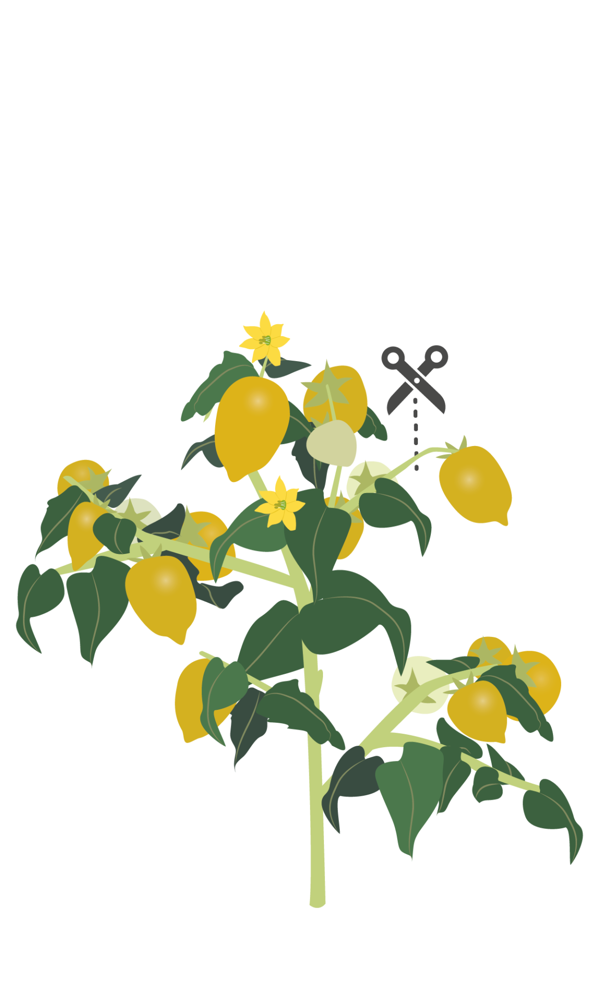 VERITABLE Lingot® Yellow Mini-Tomato - Жълти Мини Домати