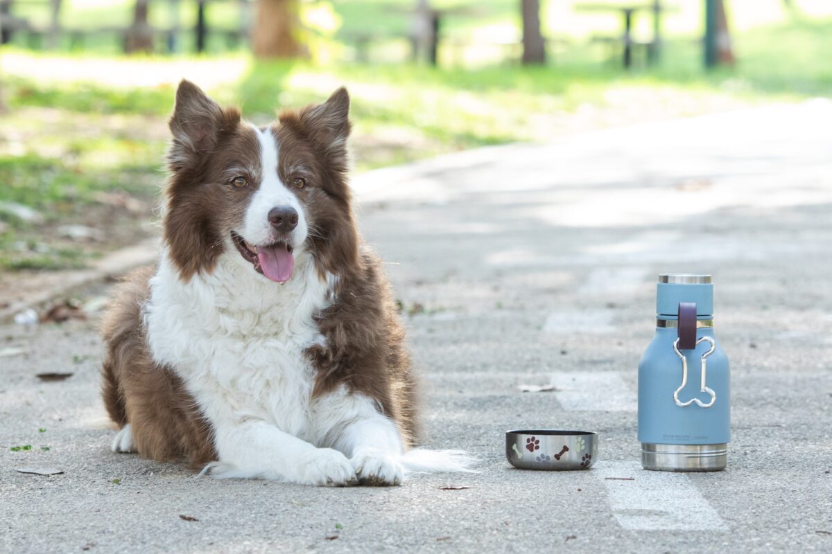 Термобутилка с купичка за куче ASOBU DOG BOWL - 1000 мл, цвят син